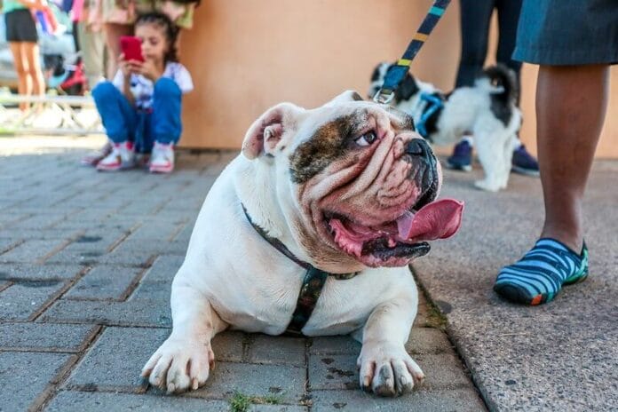 Itapevi celebra aniversário com 1ª Feira Socioambiental e 6ª Cãominhada